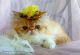 Persian Cats for sale in Austin, TX, USA. price: NA