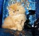 Persian Cats for sale in Ohio Dr SW, Washington, DC, USA. price: $600
