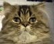 Persian Cats for sale in Fort Lauderdale, FL 33334, USA. price: NA