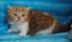Persian Cats for sale in Ashburn, VA, USA. price: NA