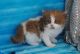 Persian Cats for sale in Indianapolis, IN, USA. price: NA