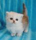 Persian Cats for sale in Illiopolis, IL 62539, USA. price: NA