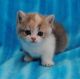 Persian Cats for sale in Illiopolis, IL 62539, USA. price: NA