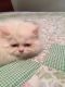 Persian Cats for sale in Medway, OH 45341, USA. price: NA