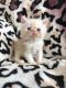 Persian Cats for sale in Bronx, NY 10462, USA. price: $400