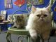 Persian Cats for sale in Fort Lauderdale, FL 33334, USA. price: $2,500