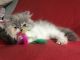 Persian Cats for sale in NJ-3, Clifton, NJ, USA. price: $500
