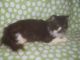 Persian Cats for sale in New Castle, DE 19720, USA. price: NA