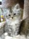 Persian Cats for sale in West Warwick, RI 02893, USA. price: NA