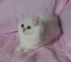 Persian Cats for sale in Burgettstown, PA 15021, USA. price: $400