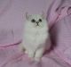 Persian Cats for sale in Burgettstown, PA 15021, USA. price: $400