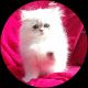 Persian Cats for sale in Knoxville, TN, USA. price: $1,499