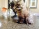 Persian Cats for sale in San Diego, CA, USA. price: $50