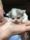 Persian Cats for sale in Levittown, PA, USA. price: NA