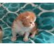 Persian Cats for sale in Miami, FL, USA. price: $400