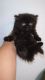 Persian Cats for sale in Indianapolis, IN, USA. price: $500