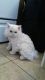 Persian Cats for sale in Colorado St, Austin, TX 78701, USA. price: NA