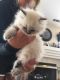 Persian Cats for sale in Dearing, KS, USA. price: NA