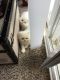 Persian Cats for sale in Beavercreek, OH, USA. price: NA