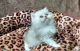 Persian Cats for sale in Ogema, WI 54459, USA. price: NA