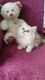 Persian Cats for sale in Ogema, WI 54459, USA. price: NA