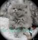 Persian Cats for sale in Cleveland, OH, USA. price: $2,000