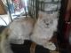 Persian Cats for sale in Alvarado, TX 76009, USA. price: NA