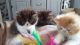 Persian Cats for sale in NJ-17, Paramus, NJ 07652, USA. price: NA