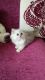 Persian Cats for sale in Chicago, IL 60601, USA. price: NA