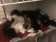 Persian Cats for sale in Columbia, SC 29206, USA. price: NA