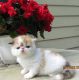Persian Cats for sale in Winthrop, ME, USA. price: NA