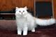 Persian Cats for sale in San Diego, CA, USA. price: $600