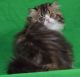 Persian Cats for sale in St Louisville, OH 43071, USA. price: NA