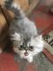 Persian Cats for sale in Richmond, KY, USA. price: $700