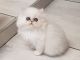 Persian Cats for sale in Colorado Springs, CO, USA. price: $300