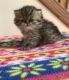 Persian Cats for sale in Mercer, PA 16137, USA. price: NA