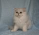 Persian Cats for sale in 843 South Carolina Ave SE, Washington, DC 20003, USA. price: $400