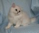Persian Cats for sale in Florida, NY, USA. price: NA