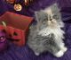 Persian Cats for sale in Naples, FL, USA. price: NA