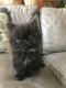 Persian Cats for sale in Stanton, KY 40380, USA. price: $450