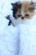 Persian Cats for sale in Madison, MS 39110, USA. price: NA