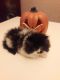 Persian Cats for sale in Sewell, NJ 08080, USA. price: NA