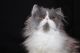 Persian Cats for sale in Aurora, CO, USA. price: $800