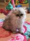 Persian Cats for sale in Clermont, FL, USA. price: NA