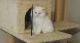 Persian Cats for sale in Allendale, MI 49401, USA. price: $200