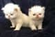 Persian Cats for sale in Seattle, WA 98161, USA. price: NA