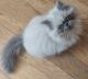 Persian Cats for sale in Jersey City, NJ 07097, USA. price: NA