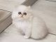 Persian Cats for sale in Alabama Ave SE, Washington, DC, USA. price: $400