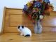 Persian Cats for sale in Fort Loudon, PA, USA. price: NA