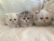 Persian Cats for sale in Cherry Hill, NJ, USA. price: NA